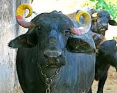 Black-Murrah-Buffalo-Supplier-in-KARNAL