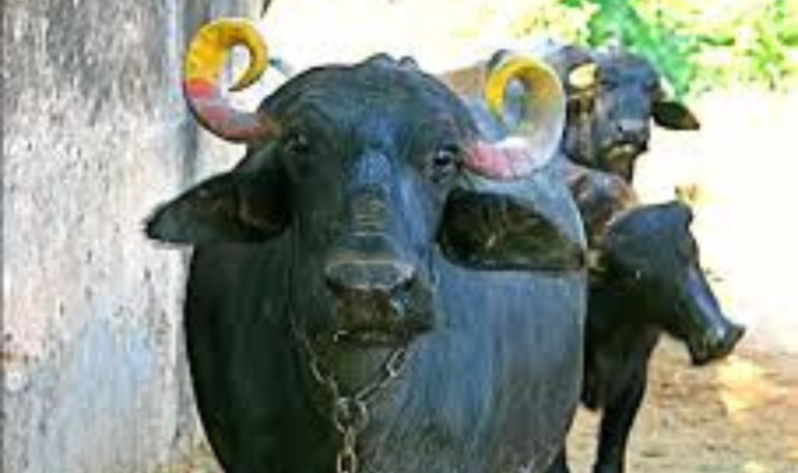 Black Murrah Buffalo Supplier in KARNAL | Gupta Dairy Farm